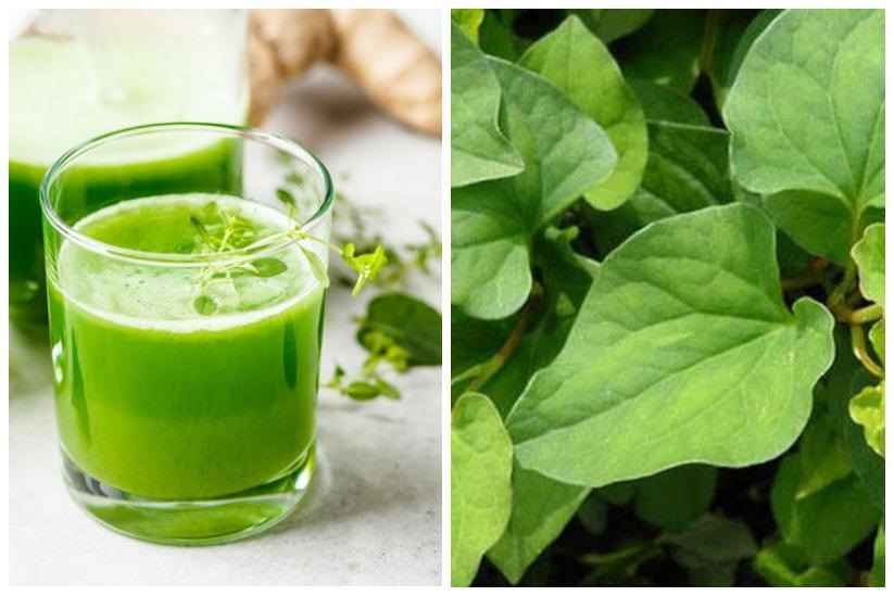 Rau diếp cá có nhiều công dụng trị bệnh mà ít người biết. Ảnh đồ họa: MV