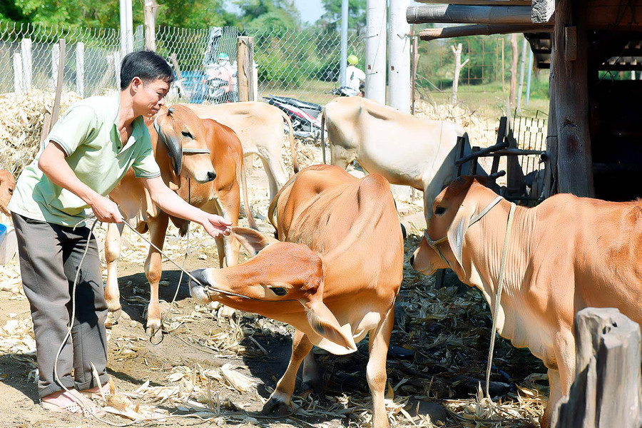 Mô hình trồng cỏ nuôi bò của gia đình anh Nguyễn Văn Thuận (ở thôn 9) cho thu nhập bình quân 120 triệu đồng/năm.