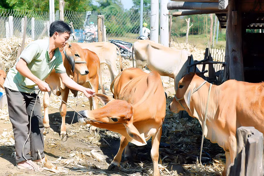 Mô hình trồng cỏ nuôi bò của gia đình anh Nguyễn Văn Thuận (ở thôn 9) cho thu nhập bình quân 120 triệu đồng/năm.