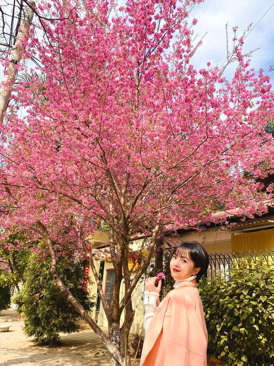 Chỉ 1 cây mai anh đào nở rộ, chi chít hoa trên cây làm rực cả 1 góc trời (Ảnh: Xuân Hải) Chỉ 1 cây mai anh đào nở rộ, chi chít hoa trên cây làm rực cả 1 góc trời (Ảnh: Xuân Hải)