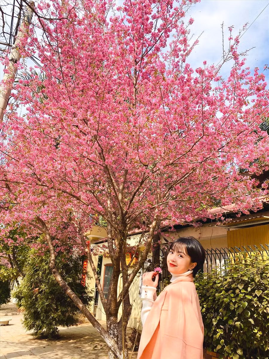 Chỉ 1 cây mai anh đào nở rộ, chi chít hoa trên cây làm rực cả 1 góc trời (Ảnh: Xuân Hải) Chỉ 1 cây mai anh đào nở rộ, chi chít hoa trên cây làm rực cả 1 góc trời (Ảnh: Xuân Hải)