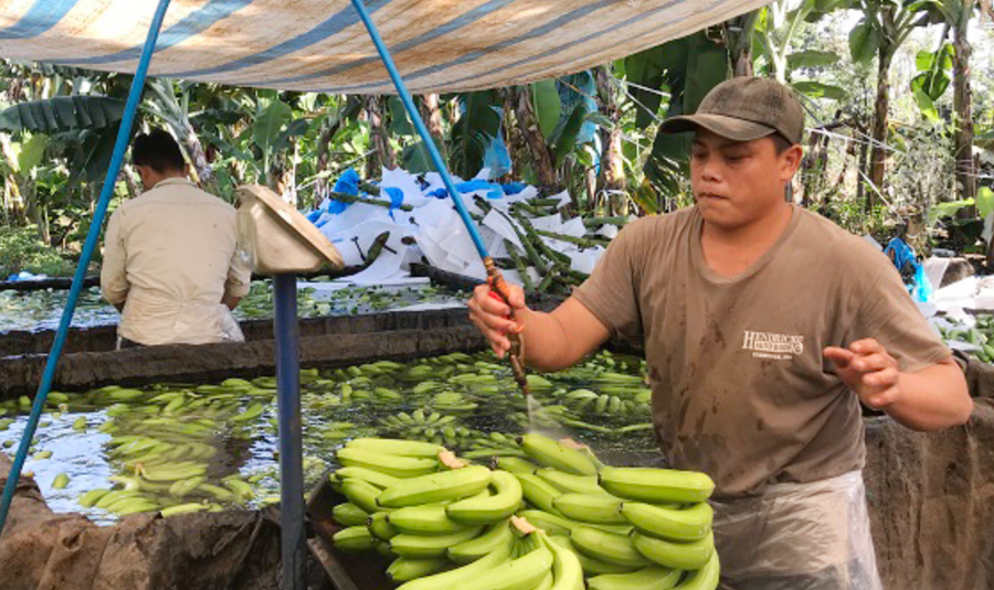 Phun xịt chất bảo quản vào chuối trước khi đóng gói. Ảnh: Công an Đồng Nai Phun xịt chất bảo quản vào chuối trước khi đóng gói. Ảnh: Công an Đồng Nai