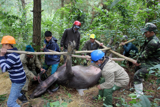  Đợt rét đậm, rét hại đang diễn ra đã khiến 375 trâu, 119 bò ở các tỉnh phía Bắc bị chết