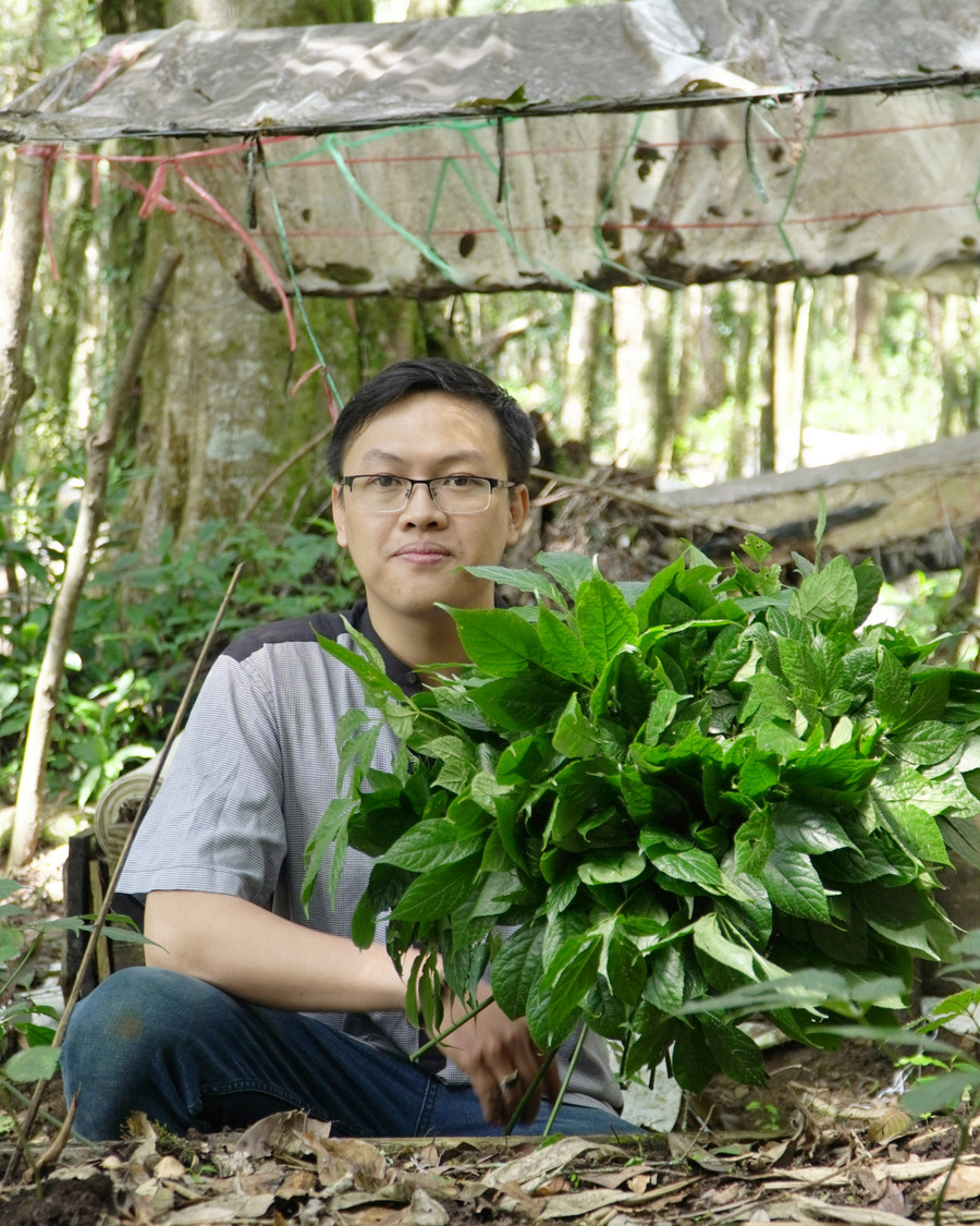 Trần Đức An đang thu hoạch lá sâm Ngọc Linh