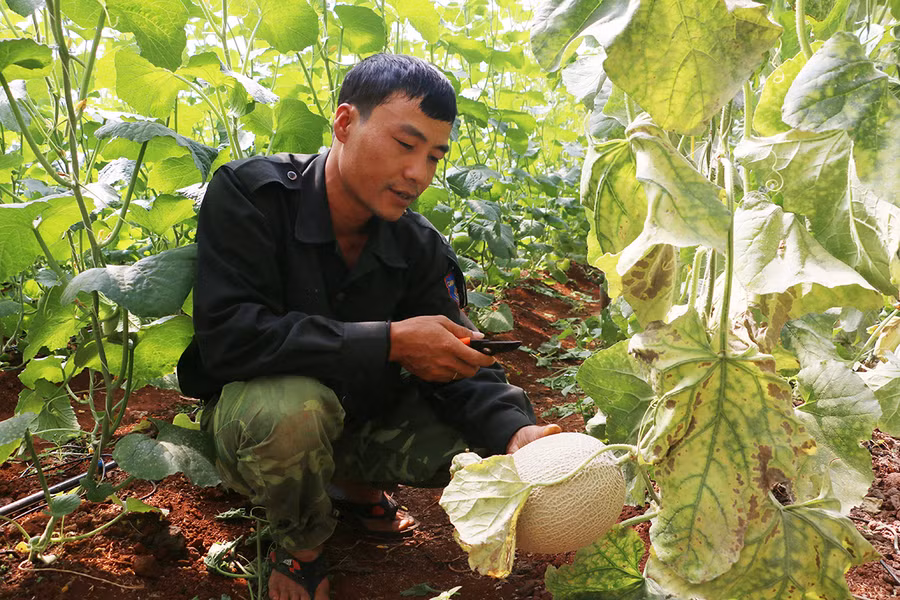 Mô hình ứng dụng công nghệ cao vào trồng dưa lưới ở thị trấn Chư Sê đem lại hiệu quả kinh tế. Ảnh: Ảnh: Quang Tấn