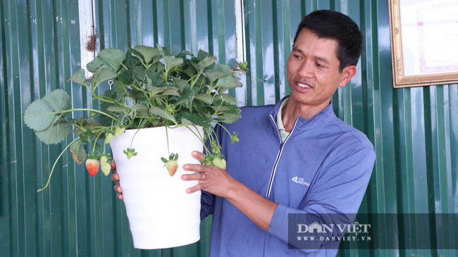  Anh Định bên một chậu dâu tây được đóng gói cho khách hàng trong dịp tết Tân Sửu 2021.