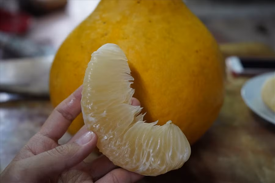 Hương vị ngọt, mát, múi dày mọng nước cũng là điểm giúp thương hiệu bưởi Lâm Động thu hút thực khách bốn phương. Bưởi Lâm Động sau khi hái 3-4 tháng sau khi bóc vẫn giữ được hương vị đặc trưng, thậm chí càng thêm ngon, ngọt. Ảnh Mai Dung