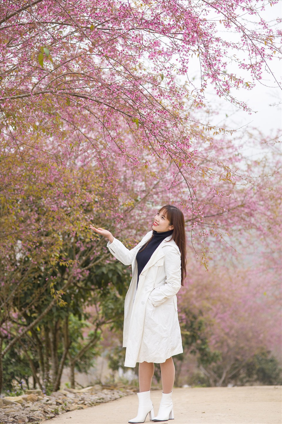 Hàng mai anh đào sau đồng cỏ 68 – dốc Tân Cương lối đi vào đồi chè là 1 trong những địa điểm được nhiều người đến nhất. (Ảnh: Viết Nguyên) Hàng mai anh đào sau đồng cỏ 68 – dốc Tân Cương lối đi vào đồi chè là 1 trong những địa điểm được nhiều người đến nhất. (Ảnh: Viết Nguyên)