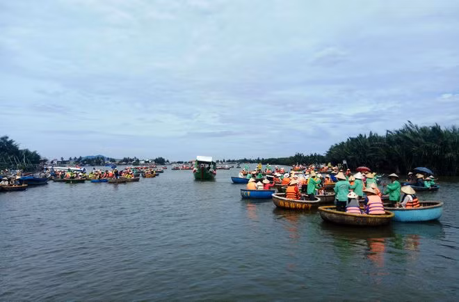 Quảng Nam không chấp nhận đổi 1 ha rừng dừa Cẩm Thanh để lấy dự án. ẢNH: MẠNH CƯỜNG