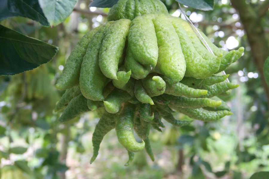 Từ mùng 1 – 26 tháng Chạp hàng năm, những vườn trồng phật thủ ở Đắc Sở bắt đầu vào chính vụ thu hoạch, Những ngày này, người dân tất bật ra vườn cắt quả để kịp phục vụ nhu cầu trưng Tết của khách hàng.