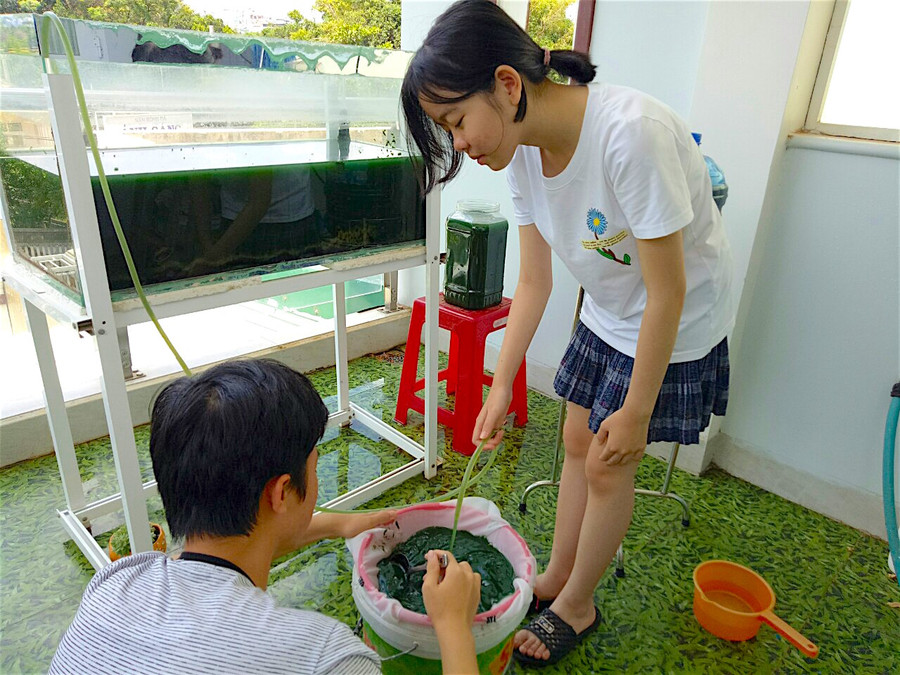 Hai anh em Tiến và Giang thu hoạch tảo xoắn Spirulina sau gần nửa tháng nuôi cấy. Ảnh: Mộc Trà.