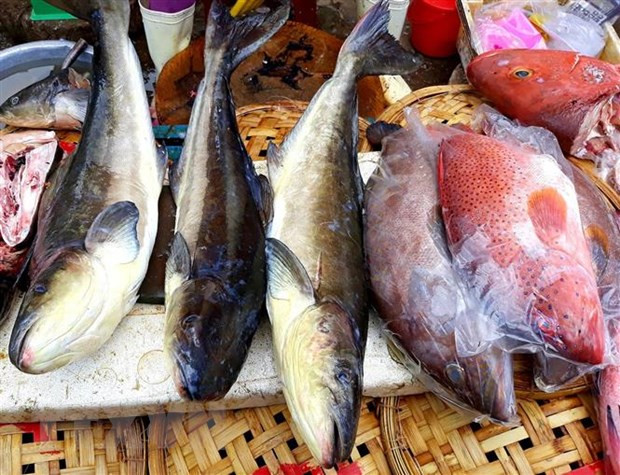 Các loại cá biển bày bán tại chợ Nại. (Ảnh: Nguyễn Thành/TTXVN)