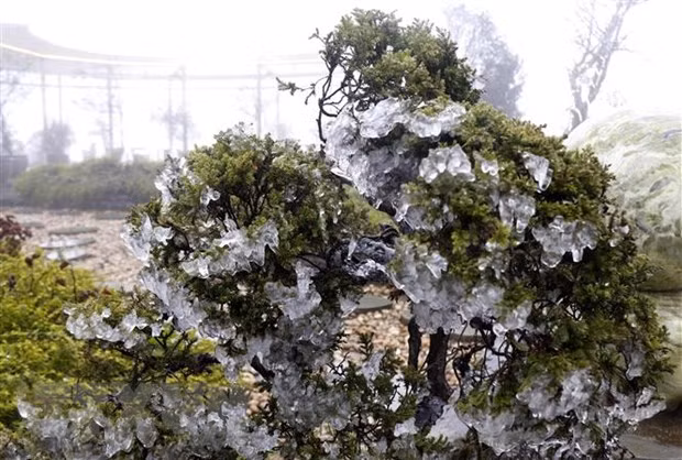 Băng tuyết bao phủ trên các cành cây trên đỉnh đèo Ô Quy Hồ. (Ảnh: Quốc Khánh/TTXVN)