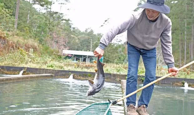 Ông Khuất Duy Vinh, người nuôi cá tầm tại Lâm Đồng có nhiều sản lượng cá chưa thể xuất bán do bị cạnh tranh bởi cá ngoại nhập. (Ảnh: Nguyễn Dũng/TTXVN)