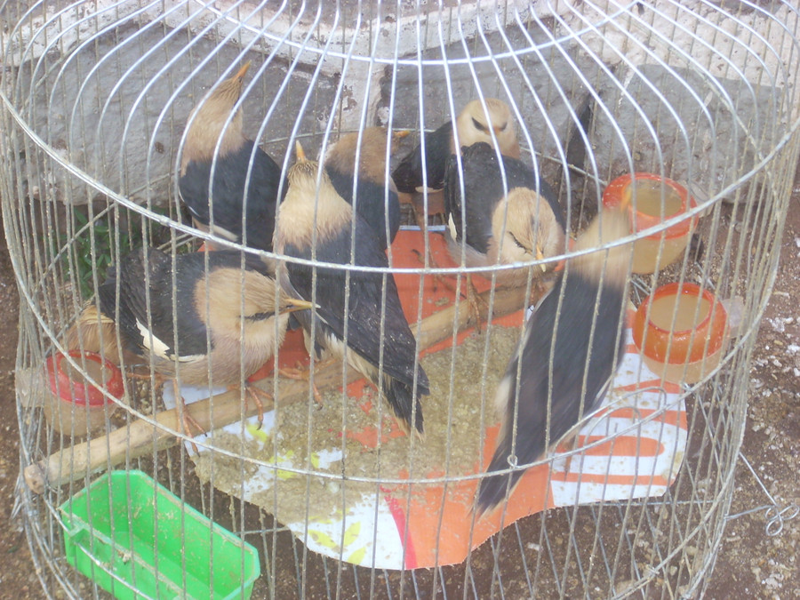  Nhiều loài chim hoang bị săn bắt, mua bán. Ảnh: Thanh Nhật