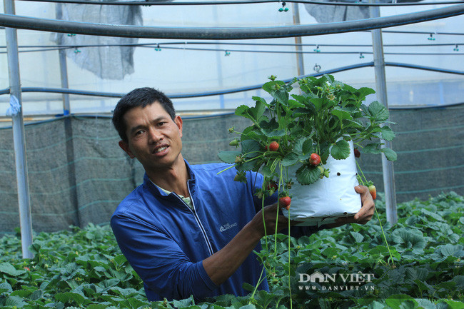  Anh Nguyễn Định (phường 8, TP.Đà Lạt, Lâm Đồng) chọn những chậu dâu tây đẹp nhất trong trang trại của mình để đáp ứng nhu cầu của khách hàng.