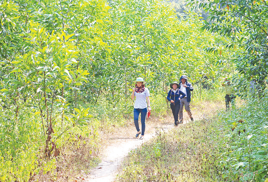 Sở Nông nghiệp và PTNT sẽ phối hợp triển khai 2 mô hình chuyển hóa rừng keo kinh doanh gỗ nhỏ sang rừng gỗ lớn bằng biện pháp tỉa thưa. Ảnh: Quang Tấn