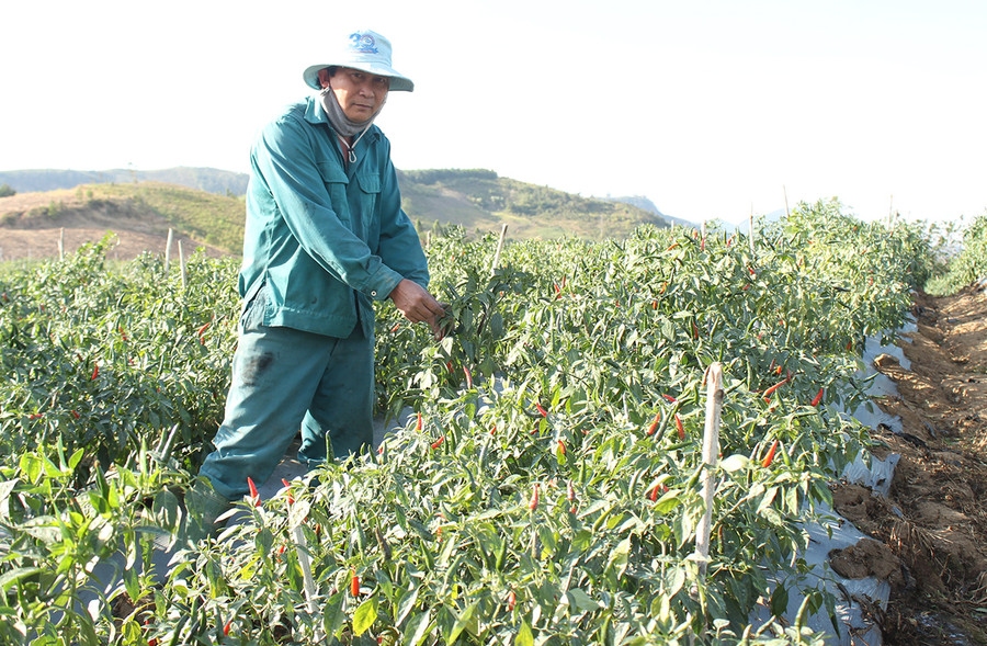 Ông Nguyễn Văn Luyện (thôn 5, xã An Thành, huyện Đak Pơ) thu hoạch ớt. Ảnh: Nguyễn Diệp  Ông Nguyễn Văn Luyện (thôn 5, xã An Thành, huyện Đak Pơ) thu hoạch ớt. Ảnh: Nguyễn Diệp