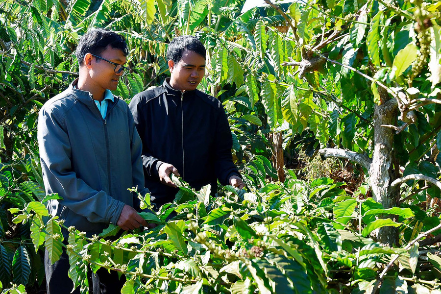 6.Đảng viên Rah Lan Mur hướng dẫn cho người dân chăm sóc cây cà phê.