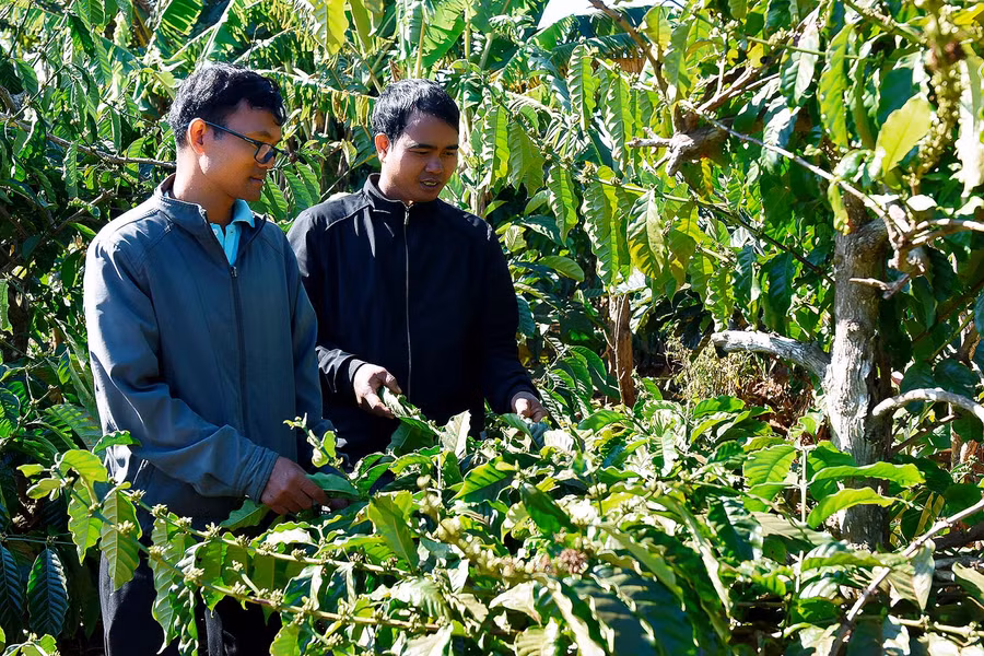 6.Đảng viên Rah Lan Mur hướng dẫn cho người dân chăm sóc cây cà phê.