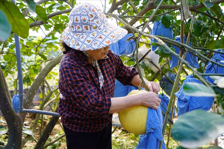  Không chỉ thu hút bởi mùi hương, bưởi Lâm Động khiến khách hàng 