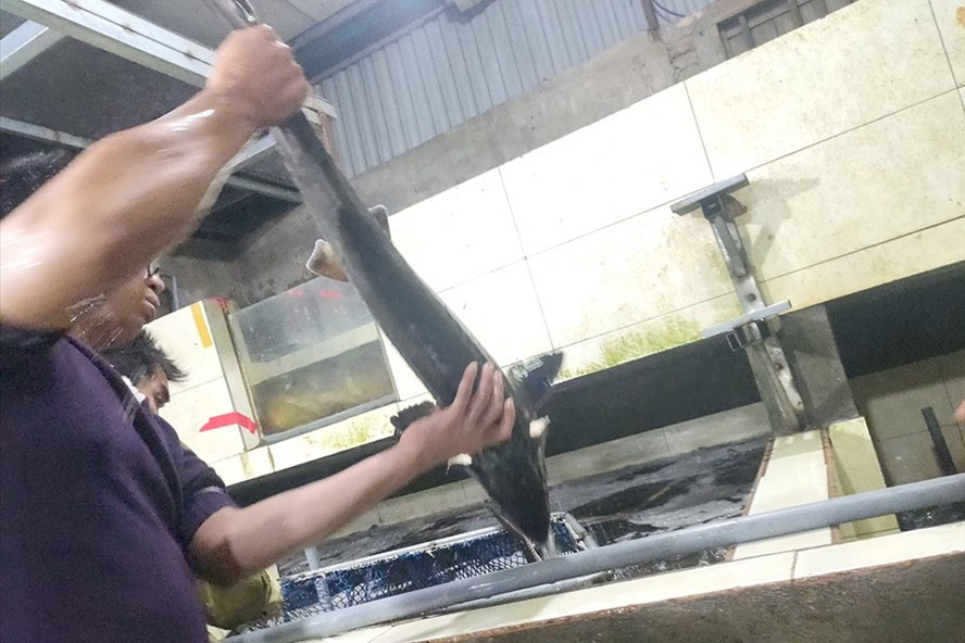 Cá tầm Trung Quốc ngoài danh mục nhập khẩu được bán công khai tại chợ đầu mối Yên Sở, Hà Nội. Ảnh: Long Nguyễn. Cá tầm Trung Quốc ngoài danh mục nhập khẩu được bán công khai tại chợ đầu mối Yên Sở, Hà Nội. Ảnh: Long Nguyễn.