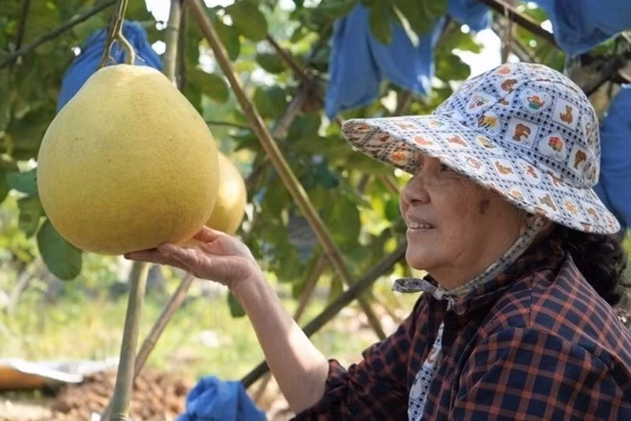  Bưởi Lâm Động (Hải Phòng) là giống bưởi quý, được khách hàng đặt mua với giá tiền triệu/quả. Ảnh Mai Dung