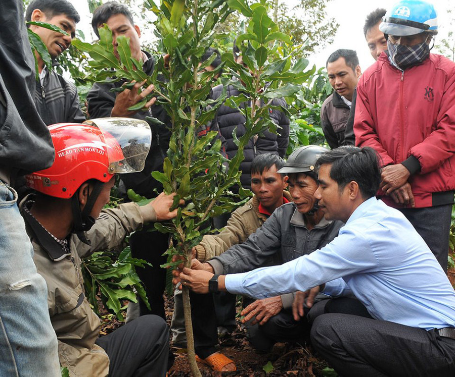 Cán bộ kỹ thuật hướng dẫn người dân một số địa phương của tỉnh Đắk Nông biện pháp tỉa cành, tạo tán cho cây mắc ca giai đoạn kiến thiết