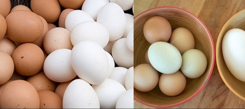 Trứng vịt có kích thước lớn hơn. Đồ họa: VA Trứng vịt có kích thước lớn hơn. Đồ họa: VA