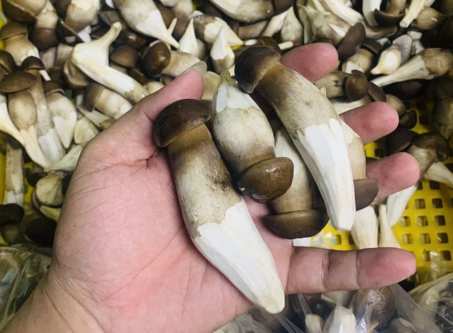 Nấm mối ở trang trại của Minh Ý vừa được thu hoạch