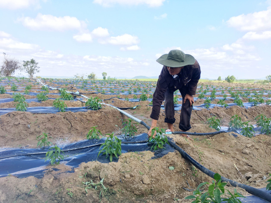 Gia đình anh Tuấn đầu tư hệ thống bét tưới để chống hạn vào cuối vụ