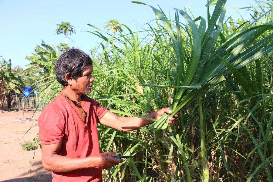 Ông Kpuih Oech (làng Achông, xã Ayun, huyện Chư Sê) trồng cỏ nuôi bò. Ảnh: Quang Tấn