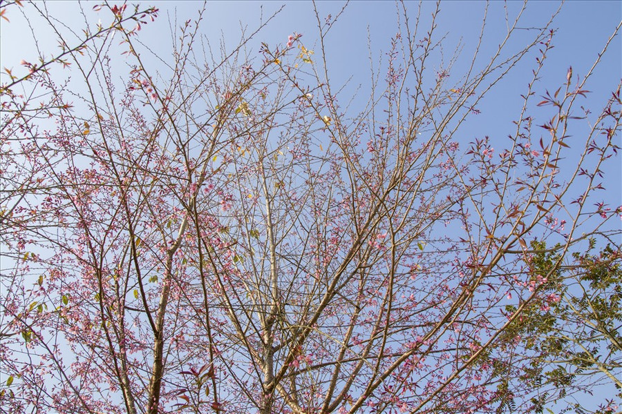 Sở dĩ được gọi là hoa mai anh đào vì cây khá đặc biệt, thân cây giống đào, hoa nở giống mai. Sở dĩ được gọi là hoa mai anh đào vì cây khá đặc biệt, thân cây giống đào, hoa nở giống mai.