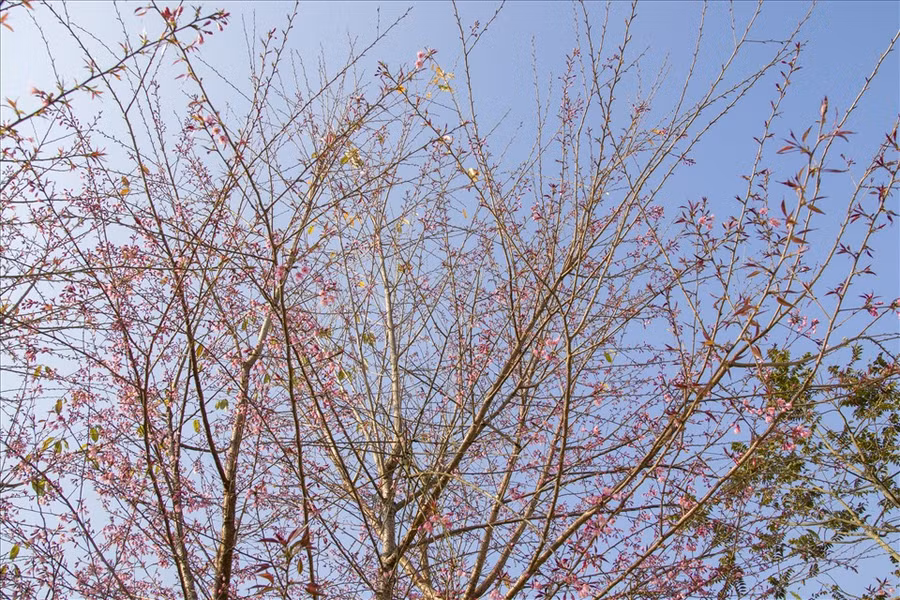 Sở dĩ được gọi là hoa mai anh đào vì cây khá đặc biệt, thân cây giống đào, hoa nở giống mai.