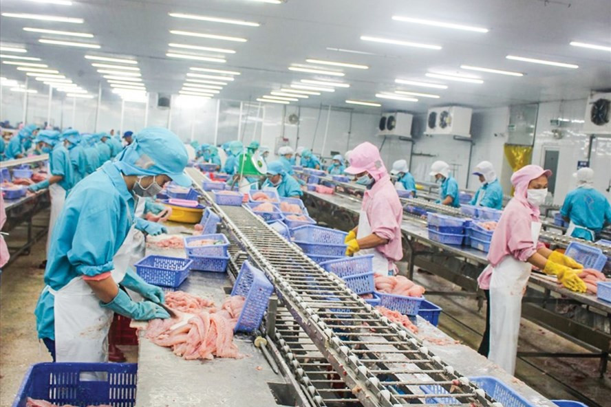 Chế biến cá tra xuất khẩu tại một doanh nghiệp ở TP.Cần Thơ. Ảnh: KHÁNH TRUNG