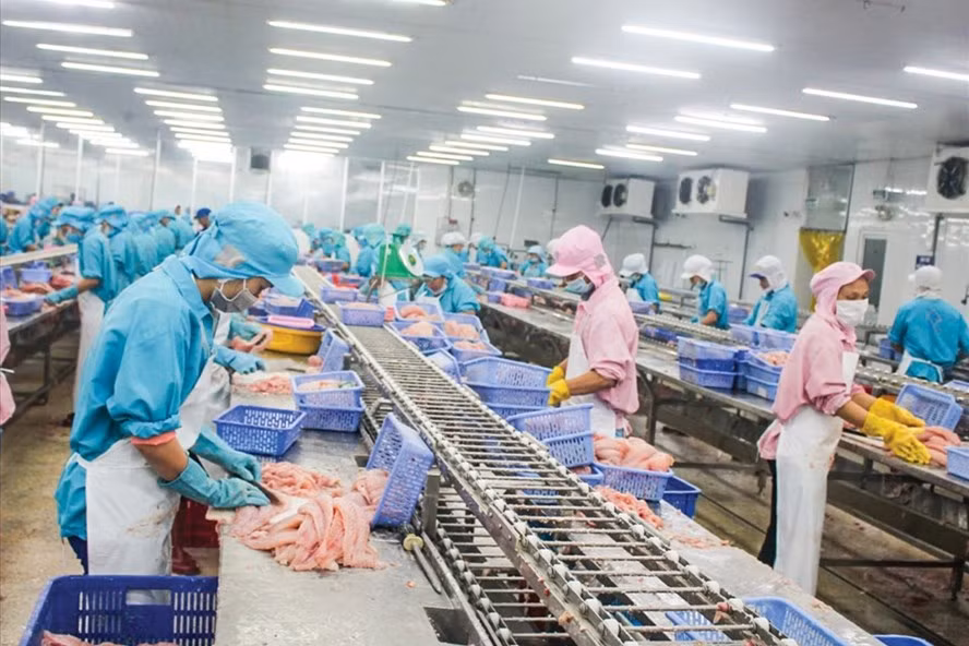 Chế biến cá tra xuất khẩu tại một doanh nghiệp ở TP.Cần Thơ. Ảnh: KHÁNH TRUNG
