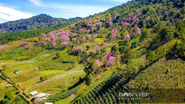 Một góc rừng mai anh đào nở rộ dưới chân núi Langbiang nhìn từ trên cao. Ảnh Lĩnh Phan.