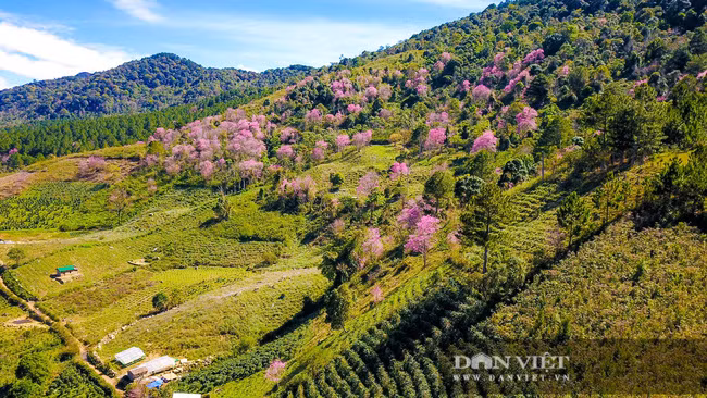 Một góc rừng mai anh đào nở rộ dưới chân núi Langbiang nhìn từ trên cao. Ảnh Lĩnh Phan.