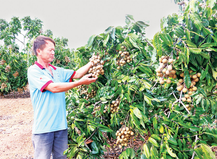 Người dân huyện Kông Chro mạnh dạn chuyển đổi cơ cấu cây trồng, đem lại hiệu quả kinh tế cao. Ảnh: Hồng Thi Người dân huyện Kông Chro mạnh dạn chuyển đổi cơ cấu cây trồng, đem lại hiệu quả kinh tế cao. Ảnh: Hồng Thi