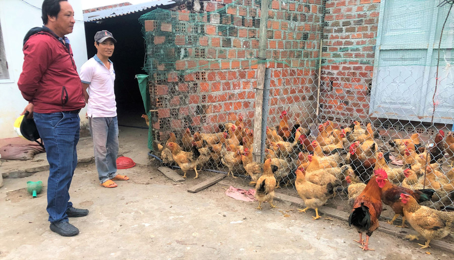 Sau 1 năm những con gà giống Lương phượng của gia đình anh Hùng đã đẻ trứng. Ảnh. Đinh Yến