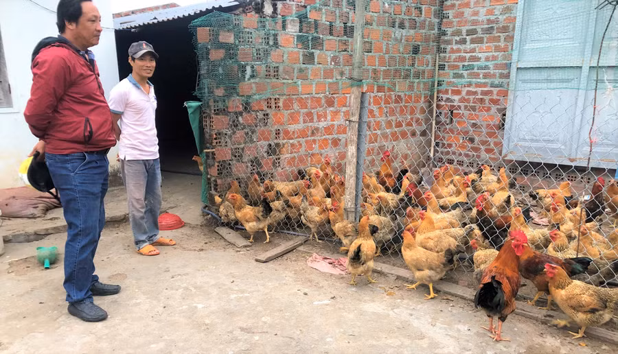 Sau 1 năm những con gà giống Lương phượng của gia đình anh Hùng đã đẻ trứng. Ảnh. Đinh Yến