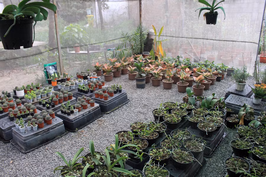 Hiện công ty đã phát triển thành công đất trồng dành cho rau và hoa; đất trồng hoa; và đất trồng dành cho xương rồng, sen đá. Theo anh Đăng, do đặc tính của từng loại cây trồng khác nhau ,nên đất trồng dành cho chúng cũng phải khác nhau.