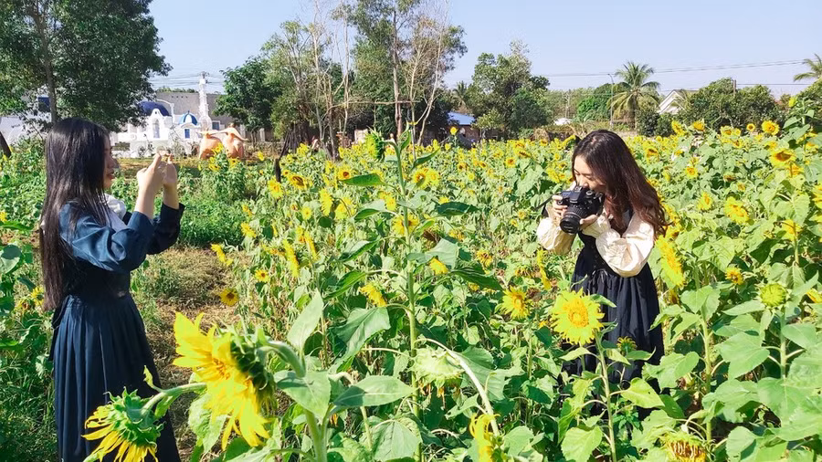 Hai bạn trẻ đang “sống ảo” cùng những đóa hoa hướng dương rực rỡ - ẢNH: HOÀNG TRUNG