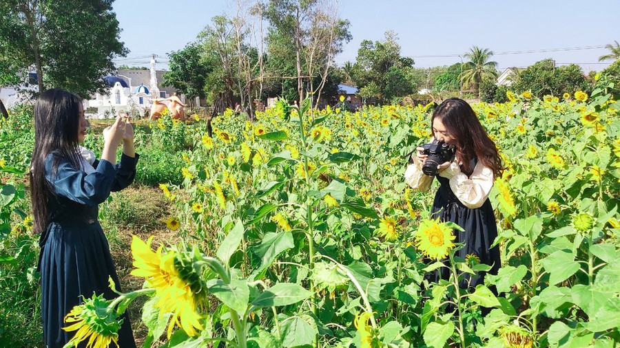 Hai bạn trẻ đang “sống ảo” cùng những đóa hoa hướng dương rực rỡ - ẢNH: HOÀNG TRUNG
