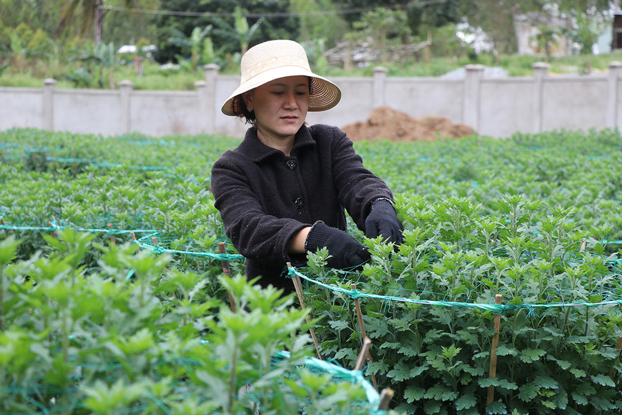 Chị Nguyễn Thị Hồng Lạc (tổ 8, phường An Phú, thị xã An Khê) vừa chăm sóc vườn hoa, vừa hy vọng những ngày giáp Tết tình hình mua bán khả quan hơn. Ảnh: Ngọc Minh Chị Nguyễn Thị Hồng Lạc (tổ 8, phường An Phú, thị xã An Khê) vừa chăm sóc vườn hoa vừa hy vọng những ngày giáp Tết tình hình mua bán khả quan hơn- Ảnh Ngọc Minh