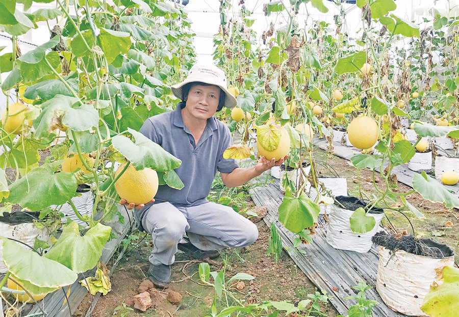 Trồng dưa lưới trong nhà lồng của Công ty TNHH một thành viên Hương Đất An Phú (TP. Pleiku). Ảnh: Nguyễn Diệp Trồng dưa lưới trong nhà lồng tại Công ty TNHH một thành viên Hương Đất An Phú (TP. Pleiku). Ảnh: Nguyễn Diệp
