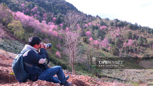 Nhiều nhiếp ảnh gia đến rừng mai anh đào để chụp ảnh kỉ niệm. Ảnh Văn Long.