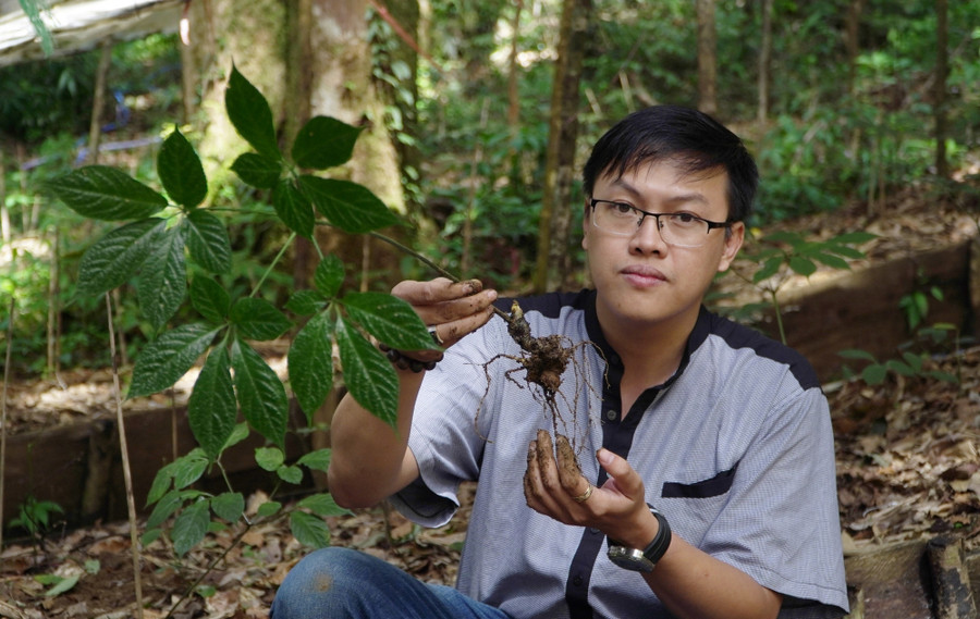 Qua nhiều lần thất bại anh Trần Đức An đã sở hữu 48 ha sâm Ngọc Linh