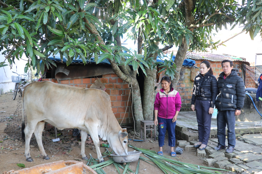 Thị xã An Khê hỗ trợ bò sinh sản cho hộ nghèo tại xã Xuân An để phát triển chăn nuôi, vươn lên thoát nghèo. Ảnh Ngọc Minh
