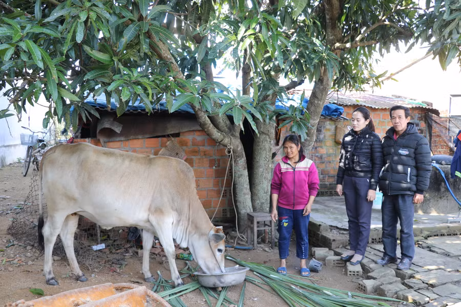 Thị xã An Khê hỗ trợ bò sinh sản cho hộ nghèo tại xã Xuân An để phát triển chăn nuôi, vươn lên thoát nghèo. Ảnh Ngọc Minh